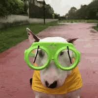 After every windshield replacement by auto glass express, we test the wipers to ensure proper position and functionality. Winshield Wipers Gifs Get The Best Gif On Giphy