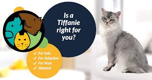 These adorable cats are beautiful creatures and are available in a wide range of coat colors that include blue, cinnamon, black. Tiffanie Cat Breed Information Uk Pets