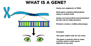 And how did they link chromosomes — and the specific genes within them — to the concept of inheritance? Gene Definition Role In Inheritance Expii