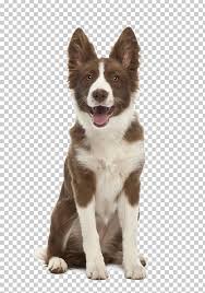 Our dogs have always been a big part of the family. Border Collie Rough Collie Australian Shepherd Puppy German Shepherd Png Clipart Alamy Animals Border Border Collie