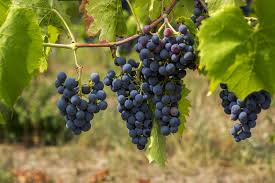 Image result for Vitis
