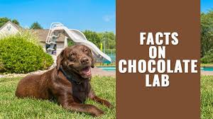 Moose who passed both senior and m. Chocolate Lab Puppies Chocolate Labrador Retriever Facts Petmoo
