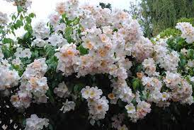 Rose 'sally holmes' is a climbing rose with little or none of the issues that plague many climbing roses. Sally Holmes Rose Just The Easiest And Most Prolific Flowering Rose To Grow Rose Garden Landscape Climbing Roses Shrub Roses