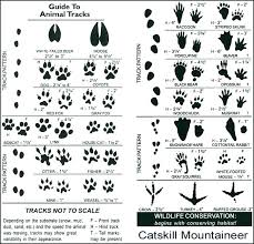 Wild Animal Paw Print Chart Www Bedowntowndaytona Com