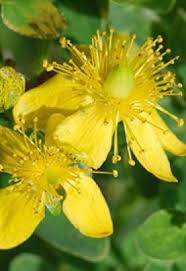 Hypericum Perforatum Echtes Johanniskraut Tupfel Johanniskraut Hypericaceae Echtes Johanniskraut Johanniskraut Globuli