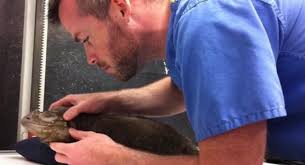 Infection is becoming more common recently and is spread by direct contact between bearded dragons or other reptiles. Yellow Skin Disease Or Yellow Fungus In Bearded Dragons Other Reptiles The Exotic Pet Vet Blog