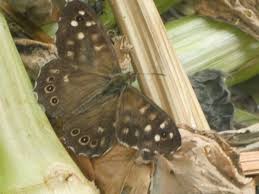 Image result for Trichopteryx elegantula