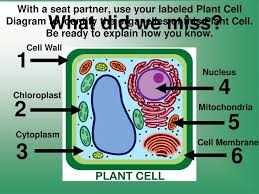 Glossary of plant cell anatomy terms: Cells Structure And Function Ppt Video Online Download