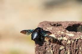 They bore holes in wood in order to nest. All About Wood Boring Bees Carpenter Bees In Al Vulcan Termite Pest Control
