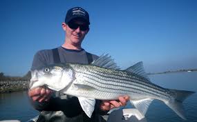 Fish tacos, that great meal of the baja peninsula, and a taste of summer they are simple to make, no more complicated in fact than a hamburger or a mess of pancakes, and they are considerably more flavorful fried in strips and served onboard warm corn tortillas with a simple salsa, a pinch of fresh. Striper For Dinner