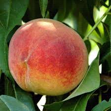 282 Begenme 1 Yorum Instagram Da Ali Kurt Meyvefidanim Hale Sefteli Fidani Adet Fiyati 25 Kapida Yada Site Uzerinden Odeme Kolayligi In 2020 Fruit Peach Food