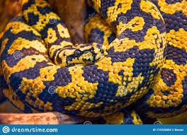 We are delighted to show you some cool carpet pythons. Legen Sie Python Mit Gelb Schwarzen Farben Grossaufnahme Teppich Aus Stockfoto Bild Von Wildnis Farben 174235504
