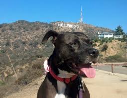 Strong female dog names that honor our female heroes. 101 Movie Inspired Dog Names Barkpost