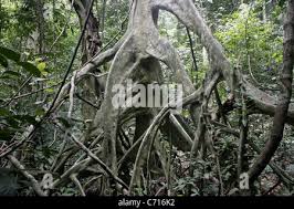 Image result for Uapaca guineensis