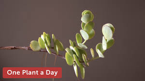 Here's how to care for flowering kalanchoes & get them to bloom again. Kalanchoe Marnieriana Houseplant Care 262 Of 365 Youtube