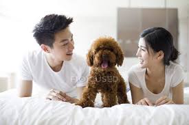 Check out our dog bed selection for the very best in unique or custom, handmade pieces from our pet beds & cots shops. Chinese Couple Lying With Pet Poodle In Bed Leisure Dog Stock Photo 178422202