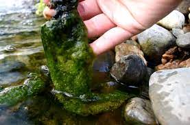 The easiest and most surefire way to instantly get rid of string algae is to remove it manually. How To Get Rid Of String Algae In Your Pond Splash Supply Company