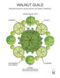 Check spelling or type a new query. Plant Guilds Midwest Permaculture Permaculture Food Forest Garden Plants