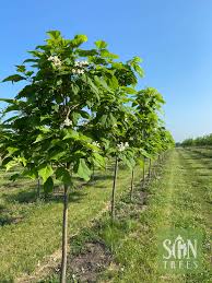 Image result for Catalpa