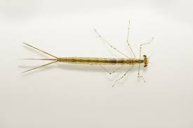 Image result for Limosella maior