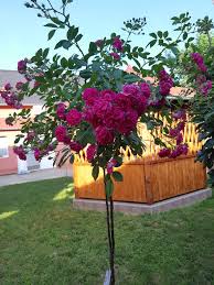 Stablasica na 1.80m :-) , kod nas u...