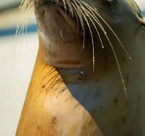 Sea lion rescued from Petaluma outlet mall euthanized after ...