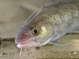 Einzig in deutschland gibt es zwei namen für eigentlich einen fisch, den gadus morhua. Was Ist Eigentlich Skrei Speisekarte De Der Blog