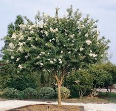 Natchez Crape Myrtle Myrtle Tree Crepe Myrtle Trees Flowering Trees