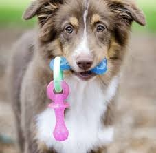 This delectable dental treat is made to be completely edible to provide a safe chewing experience for your growing puppy. 5 Chew Toys That Will Help You Survive Your Puppy S Teething