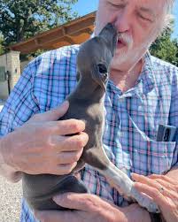 F&M Italian Greyhounds