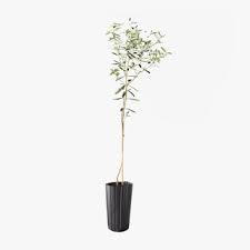 This is one of the most popular questions, and it's a now that you know what indoor tree plants are among the best, i hope that you've been able to. It S Time To Graduate From House Plants To Indoor Trees Vogue