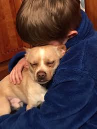 Does anyone have a Chihuahua that seems to pick