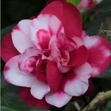 Camellia Peppermint Camellia Japonica La Peppermint Peppermint Plants Camellia Japonica