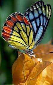Pin By Fernando Ocampo On Mariposas Beautiful Butterflies Butterfly Photos Butterfly Pictures