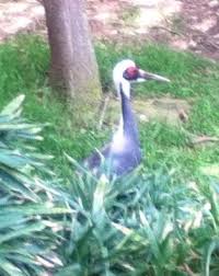 Grey Bird With Red Neck The White Naped Crane Is A Bird Of The Crane Family It Is A Large Bird Approximately 130 Cm Tall And Weighing About 5 6 Kg With Pinkish Legs Grey Fort Worth Zoo