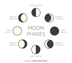 Illustrated Moon Phases Free Vector Moon Phases Drawing Moon Phases Moon Phases Tattoo