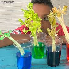 See how plants eat and drink through photosynthesis! Colourful Celery Experiment