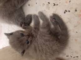 Kedi Hatay Iskenderun Fiyatlari Ikinci El Sifir Kiralik Ilanlar
