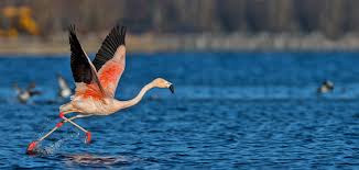 When a flamingo spots potential dinner—favorite foods after about 30 days, the egg hatches. Dem Flamingo Im Irschener Winkel Einen Besuch Abgestattet Samerberger Nachrichten