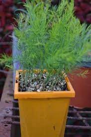 Pin On Things That Should Grow