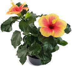 Hibiskus ist eine beliebte pflanze, die so manchen garten oder balkon verziert. Hibiscus Seppe Fantastischer Hawaii Hibiskus Kaufen Fangblatt Karnivorenshop