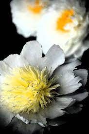Maybe you would like to learn more about one of these? White Peony With Yellow Center Flower Centerpieces White Flowers Peonies