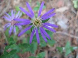 Image result for Asterochaete