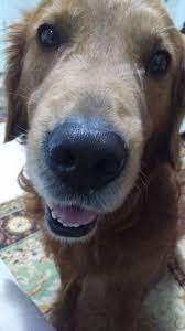 pin by derya tunckanat on dogies golden retriever puppy breath dog rules i love dogs
