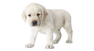 Check spelling or type a new query. White Labrador A Complete Guide To This Wonderful Dog
