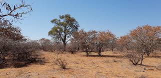 Image result for Boscia matabelensis