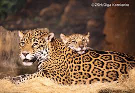 Pin Pa Will Zoo Be My Valentine