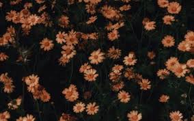 Garden Of Orange Chamomile Flowers Macbook Wallpaper Laptop Wallpaper Desktop Wallpapers Macbook Air Wallpaper