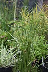 Image result for Cyperus haspan