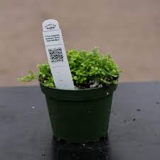 Image result for Selaginella kraussiana